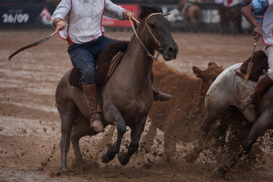 Gaucho mounted on a Creole horse next to calf during Golden Brake test.