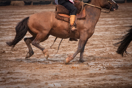 Gaucho mounted on a Creole horse next to calf during Golden Brake test.