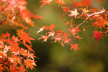 nature　maple　landscape