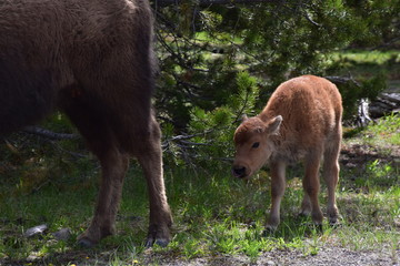 Baby Buffalo