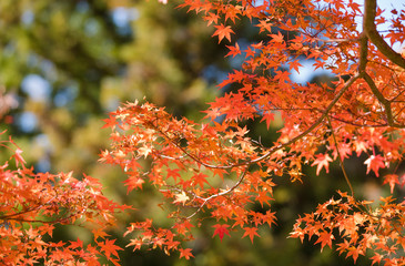 nature　maple　landscape