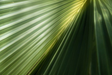 Obraz premium Tropical Palm Leaves Texture, close up