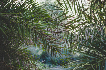 Palm forest in Crete island, Greece. Tropical view.