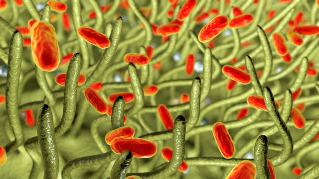 Whooping Cough Bacteria Bordetella Pertussis In Respiratory Tract, 3D Illustration Showing Cilia Of Respiratory Epithelium And Bacteria