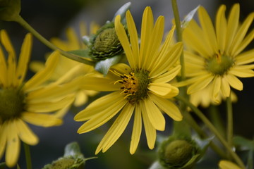 Yellow Daisy