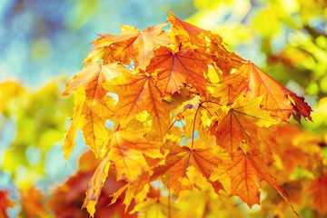 Naklejka na ściany i meble Maple branch with yellow leaves in the autumn park. Nature background