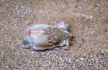 ein Krebs, oder Krabbe im jungen Stadium am Strand