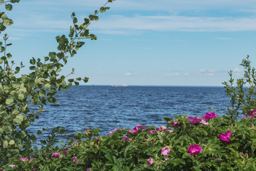 A bush of blooming rose hips on a background of the sea. Selective focus. Summer time