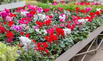 Cyclamen in a flower pot on blurred background.