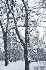 Winter park. It is snowing. Frosty time.