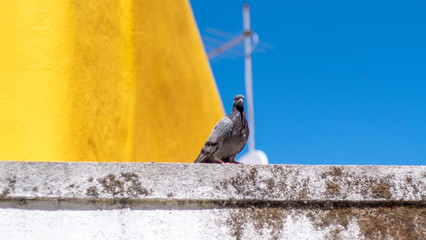 Paloma en la cornisa de una casa vieja en Lisboa