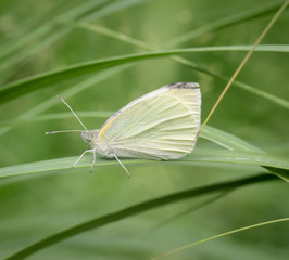 ein Kohlweißling auf einer Pflanze, einem Grashalm