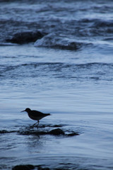 Bird silhouette