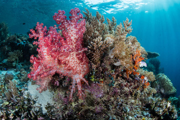 Fototapeta na wymiar A colorful coral reef thrives in shallow water in Raja Ampat, Indonesia. This tropical region is likely the center for marine biodiversity and is a popular destination for divers and snorkelers.