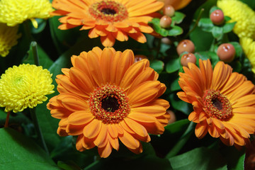 Festive bouquet of orange gerberas. Birthday mood. Floral template, greeting cards, posters, postcards.