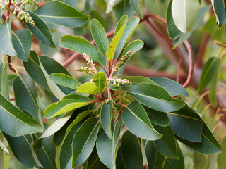 Arbutus andrachne ou arbousier de Chypre, au feuillage persistant, aux petites fleurs jaune crème en forme de clochettes