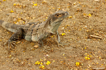 Camouflaged Ctenosaur