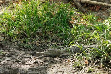 Camouflaged Crocodile