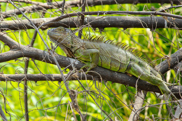 Young Green Iguana