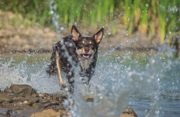 Brown kelpie is running in the water. She wants ball in water. Autumn photoshooting in Prague.
