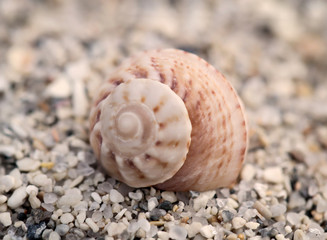 ein leeres Schneckenhaus auf feinen Kiesel