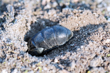 ein schwarz blauer Ölkäfer, Maikäfer oder Blasenkäfer, Meloidae, auf dem Sand