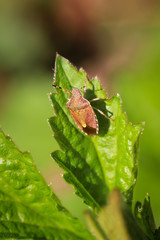 eine Wanze klettert auf einem Blatt herum