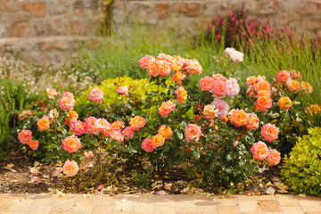 Rosier fleuri dans le jardin