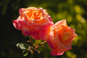 Rosier au petit matin 