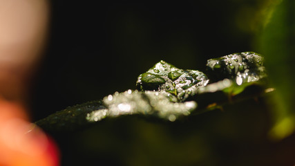 Feuilles de roses au petit matin 