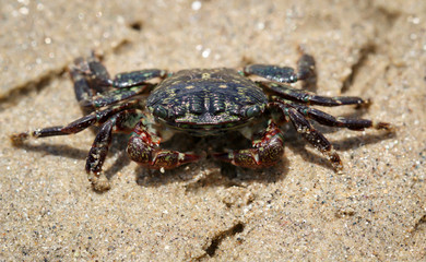 eine kleine Krabbe am Strand am pazifischen Ozean