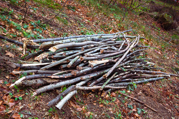 Harvesting wood. Heap of brushwood.