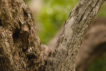 Tronc d'arbre et verdure