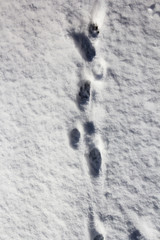 Animal tracks in snow