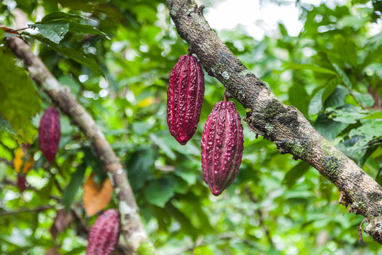 Cocoa pods