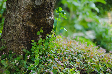 Champ de tr&egrave;fles 
