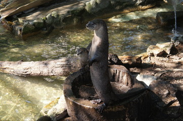 otter 5