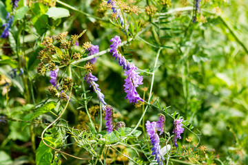 The long narrow clusters of flowers of the Tufted Vetch Vicia cracca plant intertwining with other plants in a hedgerow