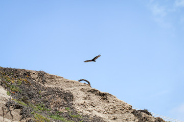 ein Adler fliegt an der Küste am Pazifik