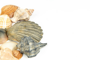 Group of sea shells of different crustaceans isolated on a white background