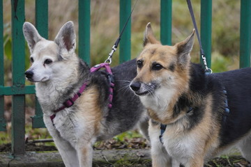 two dogs on with collars and leashes tied to a green fence. protection of the territory or waiting for the owner.