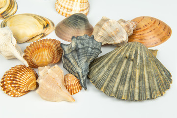 Group of sea shells of different crustaceans isolated on a white background