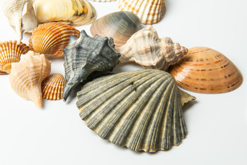 Group of sea shells of different crustaceans isolated on a white background