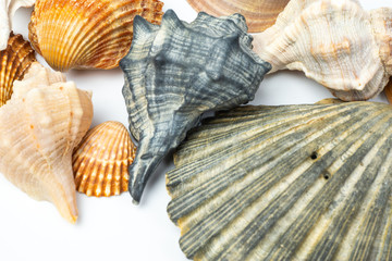 Group of sea shells of different crustaceans isolated on a white background