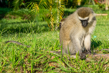 Vervet monkey (Chlorocebus pygerythrus) looking down, Entebbe, Uganda