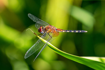 Banded groundling dragonfly (Brachythemis leucosticta) resting on a branch twig, Entebbe, Uganda