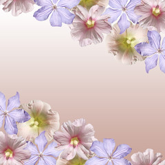 Beautiful floral background of clematis and mallow. Isolated