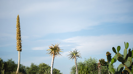 Fototapeta premium Paysage tropical