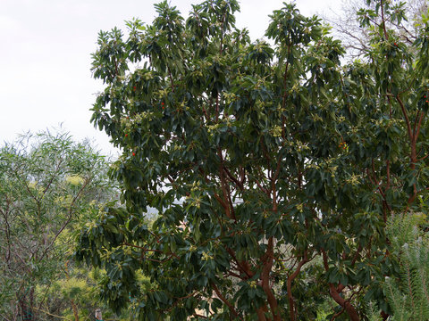 (Arbutus andrachne) Arbousier andrachne ou arbousier de Chypre