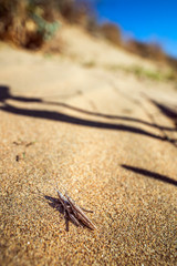 grasshoppers mating on sand. Nature background